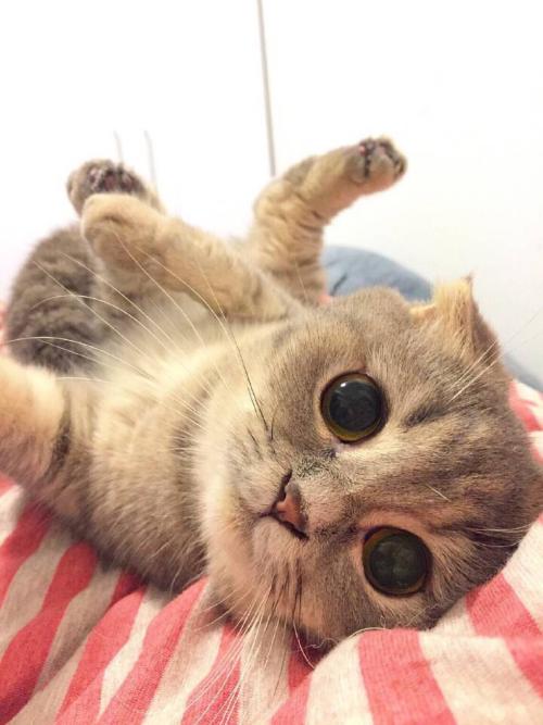 ⶭӢְ