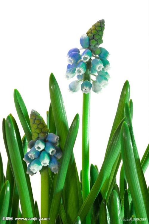 Ľ조׼ߡѧֻںٰ ֻĸ㽭͵;о