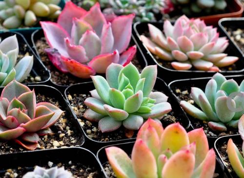 º«Ç¿»¯Èë¾³¼ìÒß Ó¡ÄáÃ÷ÄêÆðÁ½ÖÜÄÚÔÝÍ£Íâ¹úÈËÈë¾³